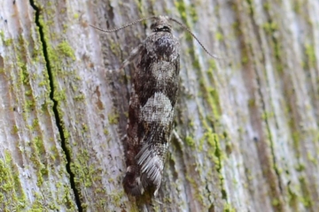 Epinotia pygmaeana