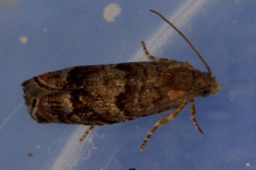 Epinotia subsequana