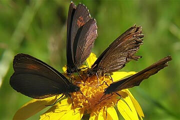 Erebia epiphron