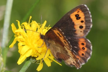 Bergwald-Mohrenfalter