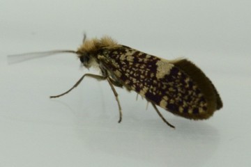 Eriocrania salopiella