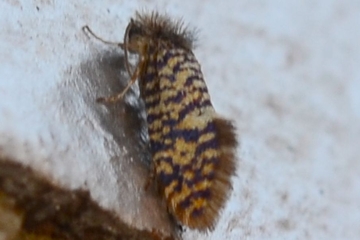 Eriocrania sparrmannella