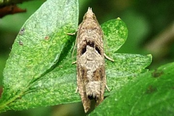 Eucosma conterminana