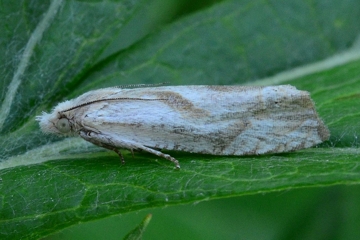 Eucosma metzneriana