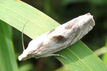 Eucosma metzneriana