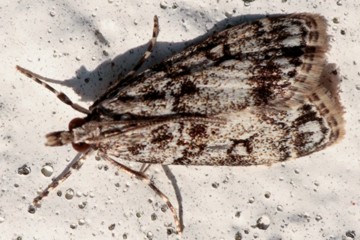 Eudonia laetella