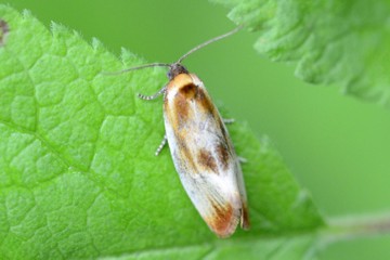 Eulia ministrana