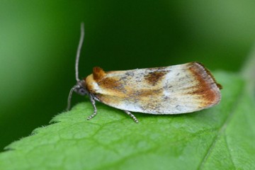 Eulia ministrana