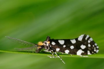 Euplocamus anthracinalis