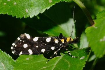 Euplocamus anthracinalis