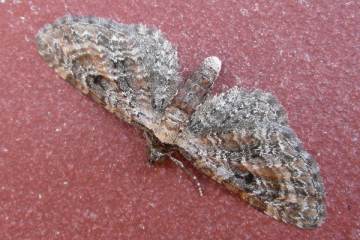 Eupithecia icterata