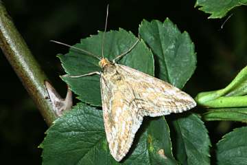 Evergestis frumentalis