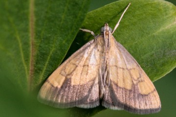 Evergestis limbata