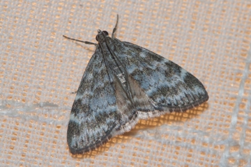 Evergestis sophialis