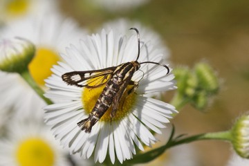 Gelblicher Ampfer-Glasflügler