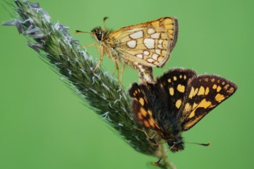 Gelbwürfeliger Dickkopffalter