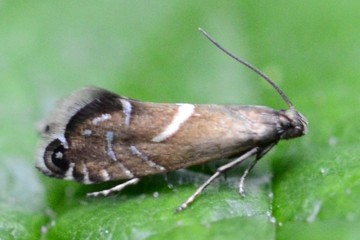 Glyphipterix forsterella