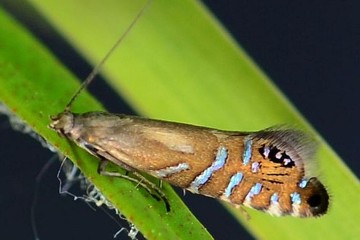 Glyphipterix thrasonella