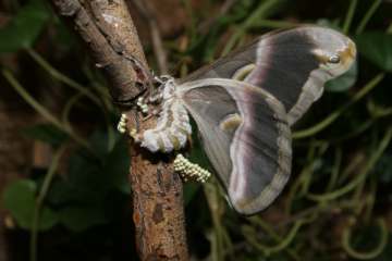 Götterbaumspinner