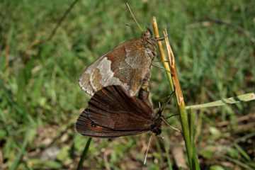 Graubindiger Mohrenfalter