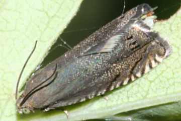 Grapholita caecana