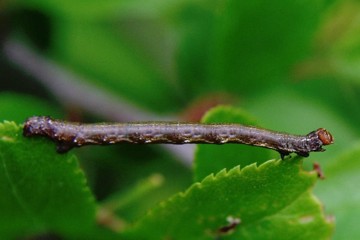 Graugelber Breitflügelspanner