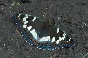 Großer Eisvogel