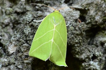 Großer Kahnspinner