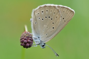 Großer Moorbläuling