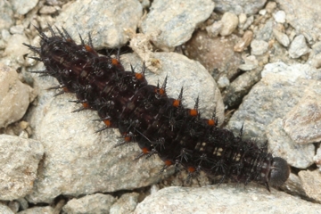 Großer Perlmutterfalter