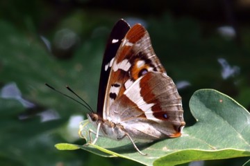 Großer Schillerfalter