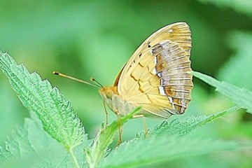 Grünlicher Perlmutterfalter