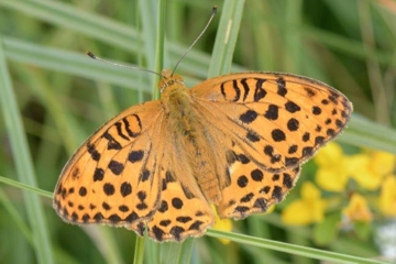 Grünlicher Perlmutterfalter