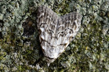 Hainbuchen-Kleinbärchen