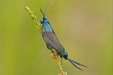 Heide-Grünwidderchen