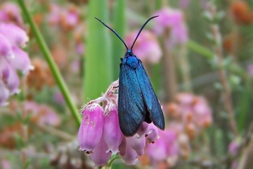 Heide-Grünwidderchen