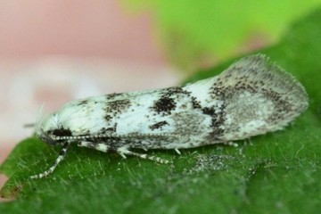 Herrichia excelsella