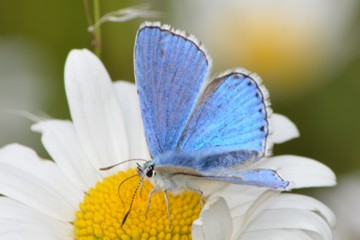 Himmelblauer Bläuling