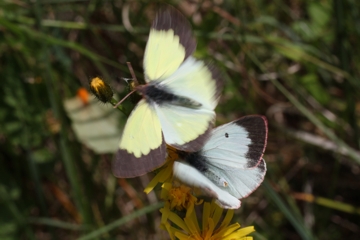 Hochmoor-Gelbling