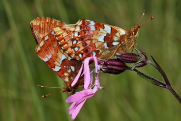 Hochmoor-Perlmutterfalter