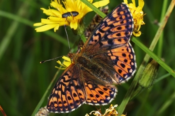 Hochmoor-Perlmutterfalter