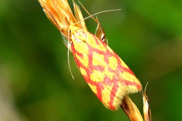 Hypercallia citrinalis