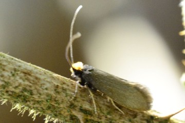 Incurvaria koerneriella