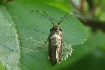 Incurvaria masculella