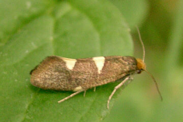 Incurvaria masculella