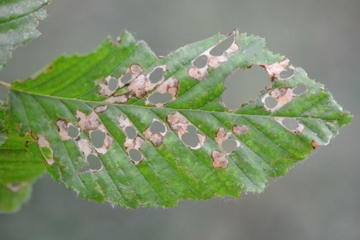 Incurvaria pectinea