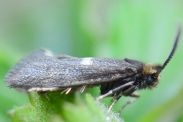 Incurvaria pectinea