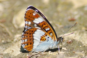 Kleiner Eisvogel