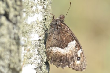 Kleiner Waldportier