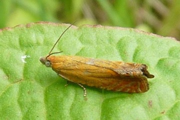 Lathronympha strigana